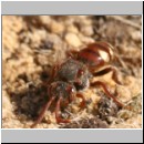 Nomada alboguttata - Wespenbiene w14 8mm.jpg